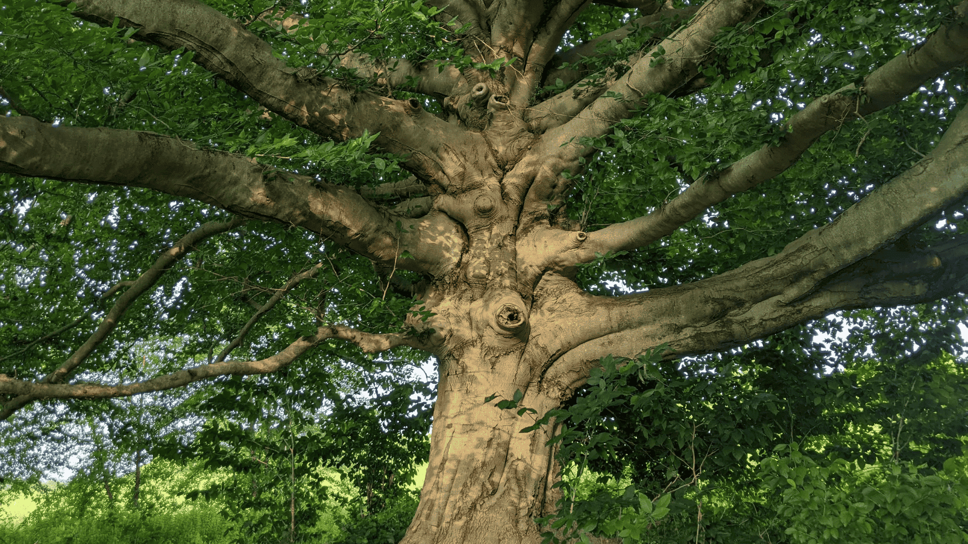 Harvesting Beech Trees